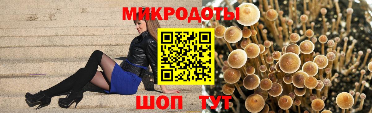 Псилоцибиновые грибы Psilocybe Краснознаменск